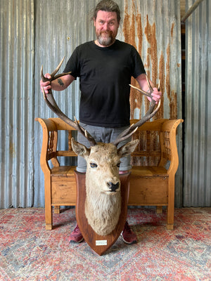 A Scottish taxidermy stag head by Spicer & Sons