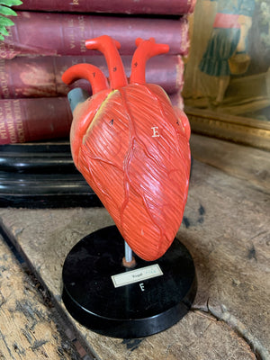 An anatomical heart model