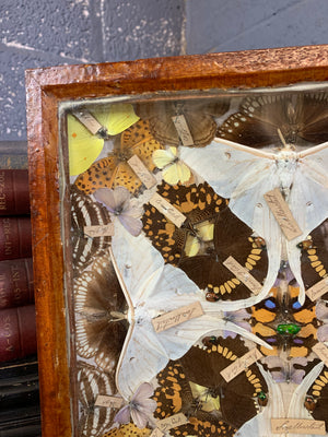 A Victorian lepidopterist taxidermy display case