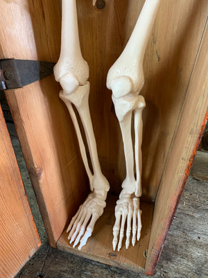 A Victorian coffin box with half-sized anatomical skeleton model