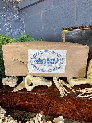 A boxed Adam Rouilly half skeleton