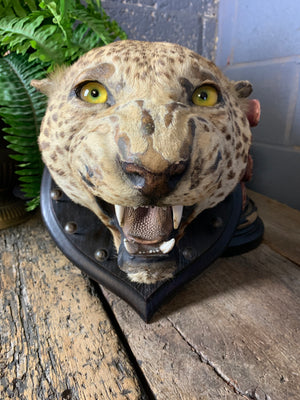 A victorian taxidermy leopard head mount by Rowland Ward