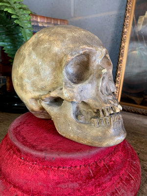 An anatomical plaster skull model