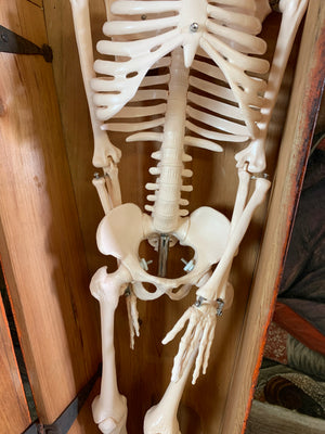 A Victorian coffin box with half-sized anatomical skeleton model