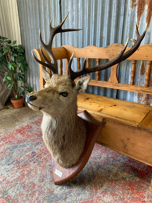 A Scottish taxidermy stag head by Spicer & Sons