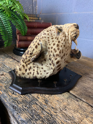 A victorian taxidermy leopard head mount by Rowland Ward