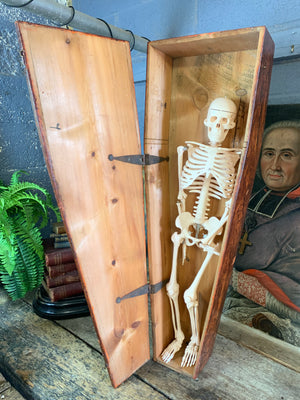 A Victorian coffin box with half-sized anatomical skeleton model