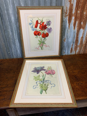 A pair of large framed Nicholas Robert botanical prints