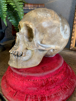 An anatomical plaster skull model