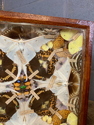 A Victorian lepidopterist taxidermy display case