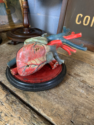 An oversized anatomical heart model