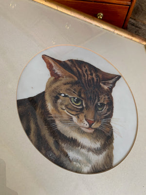 A framed portrait of a tabby cat