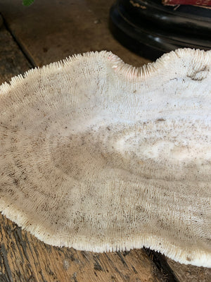 A very large white mushroom coral natural history specimen