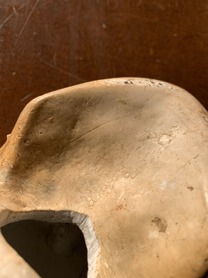 An anatomical plaster skull model