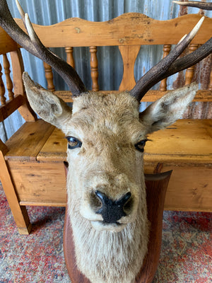 A Scottish taxidermy stag head by Spicer & Sons