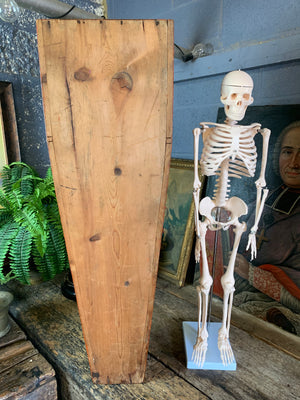 A Victorian coffin box with half-sized anatomical skeleton model