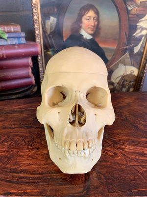 A boxed Adam Rouilly half skeleton