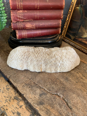 A very large white mushroom coral natural history specimen