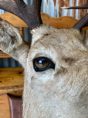 A Scottish taxidermy stag head by Spicer & Sons