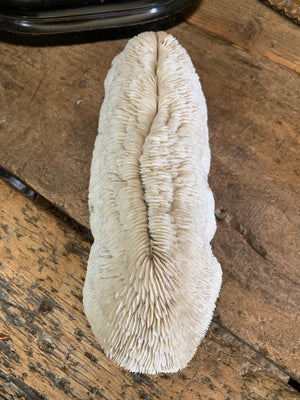 A very large white mushroom coral natural history specimen