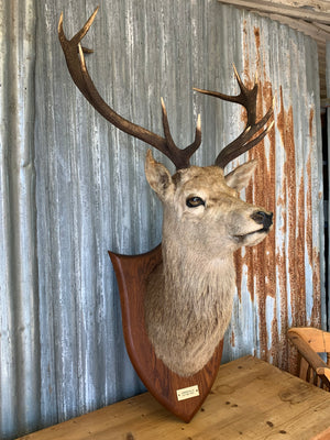 A Scottish taxidermy stag head by Spicer & Sons