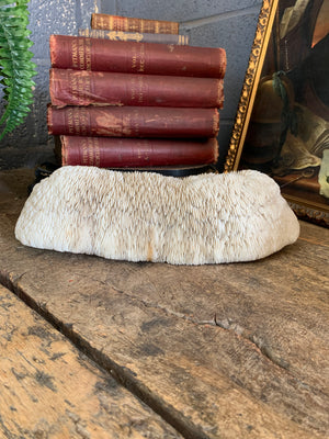 A very large white mushroom coral natural history specimen