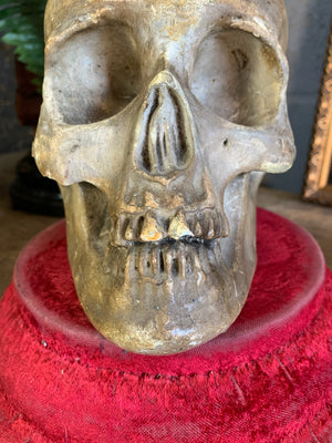 An anatomical plaster skull model