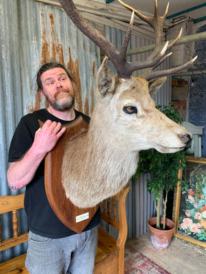 A Scottish taxidermy stag head by Spicer & Sons