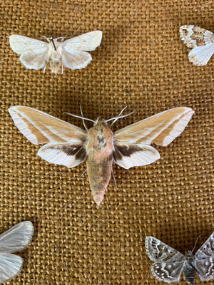 A lepidopterist taxidermy display case