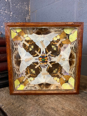 A Victorian lepidopterist taxidermy display case