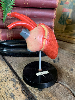 An anatomical heart model