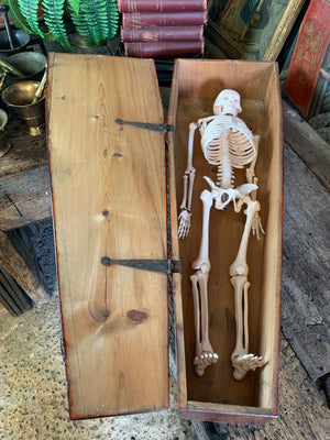 A Victorian coffin box with half-sized anatomical skeleton model