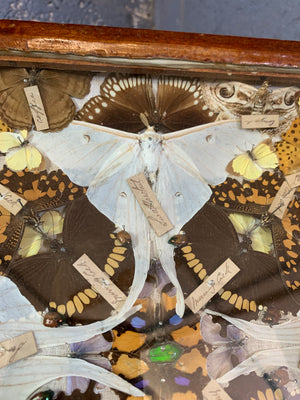 A Victorian lepidopterist taxidermy display case