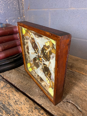 A Victorian lepidopterist taxidermy display case