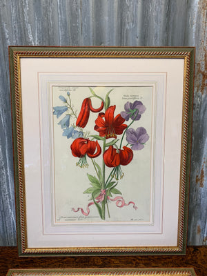 A pair of large framed Nicholas Robert botanical prints