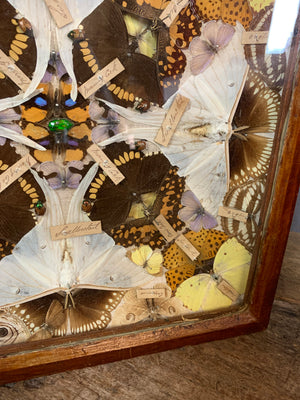 A Victorian lepidopterist taxidermy display case