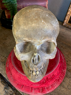 An anatomical plaster skull model