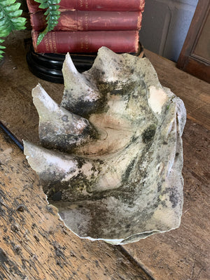 A weathered giant clam shell specimen (Tridacna Gigas)- 42cm