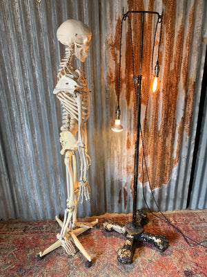 An anatomical skeleton model on a stand