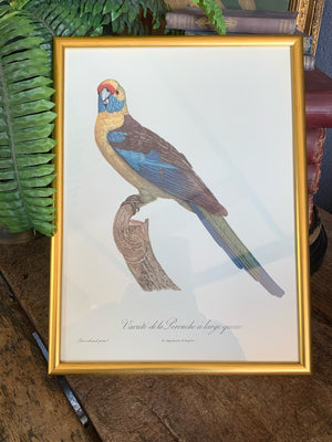 Rare exotic bird framed print 1796-1812