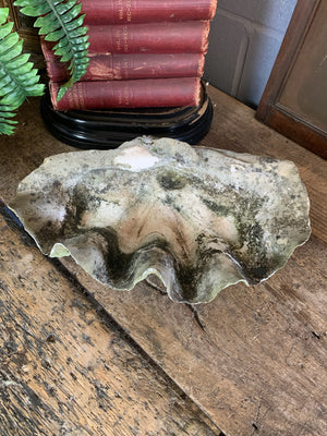 A weathered giant clam shell specimen (Tridacna Gigas)- 42cm