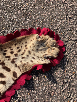 A Victorian taxidermy leopard rug, mounted in India