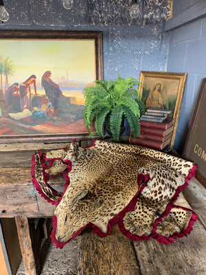 A Victorian taxidermy leopard rug, mounted in India