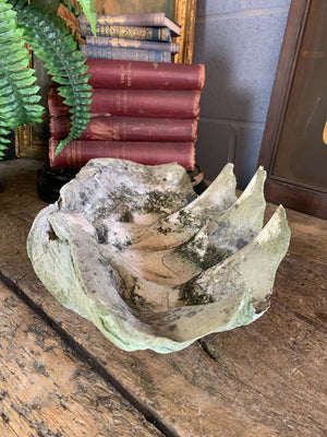 A weathered giant clam shell specimen (Tridacna Gigas)- 42cm