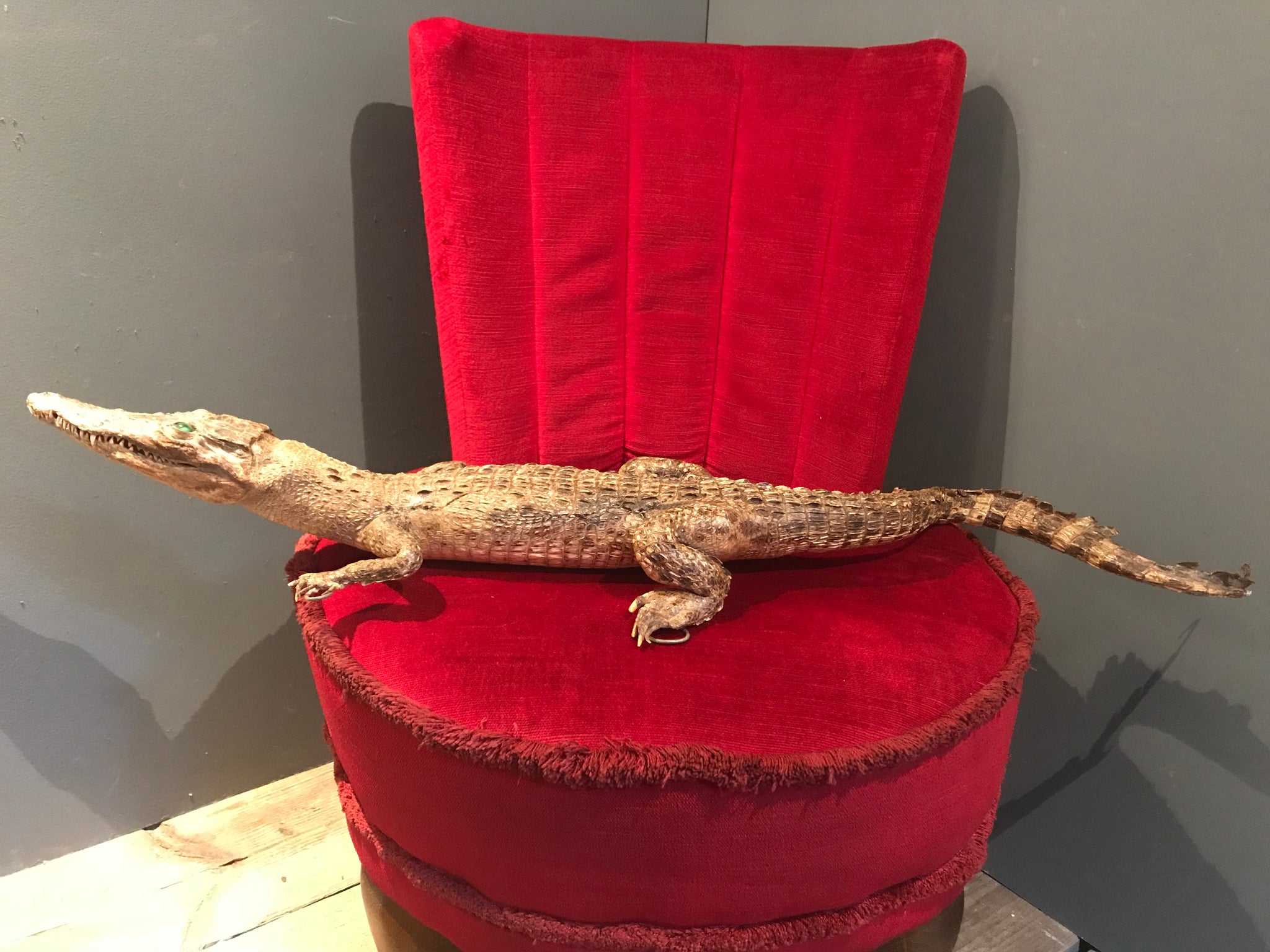A large antique taxidermy caiman