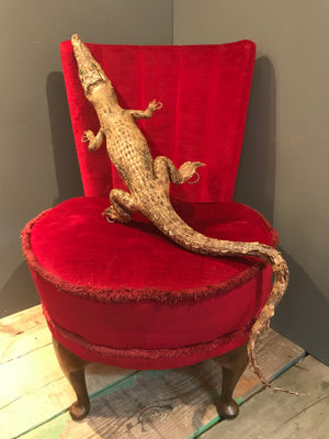 A large antique taxidermy caiman
