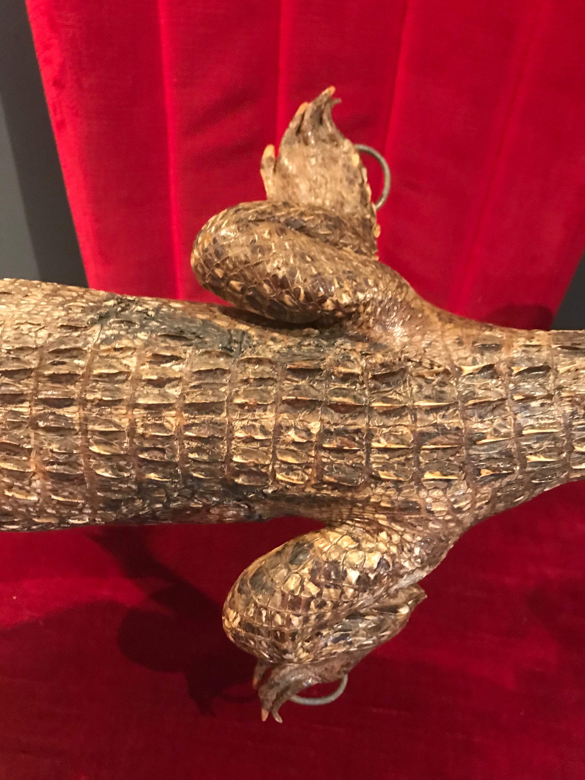 A large antique taxidermy caiman