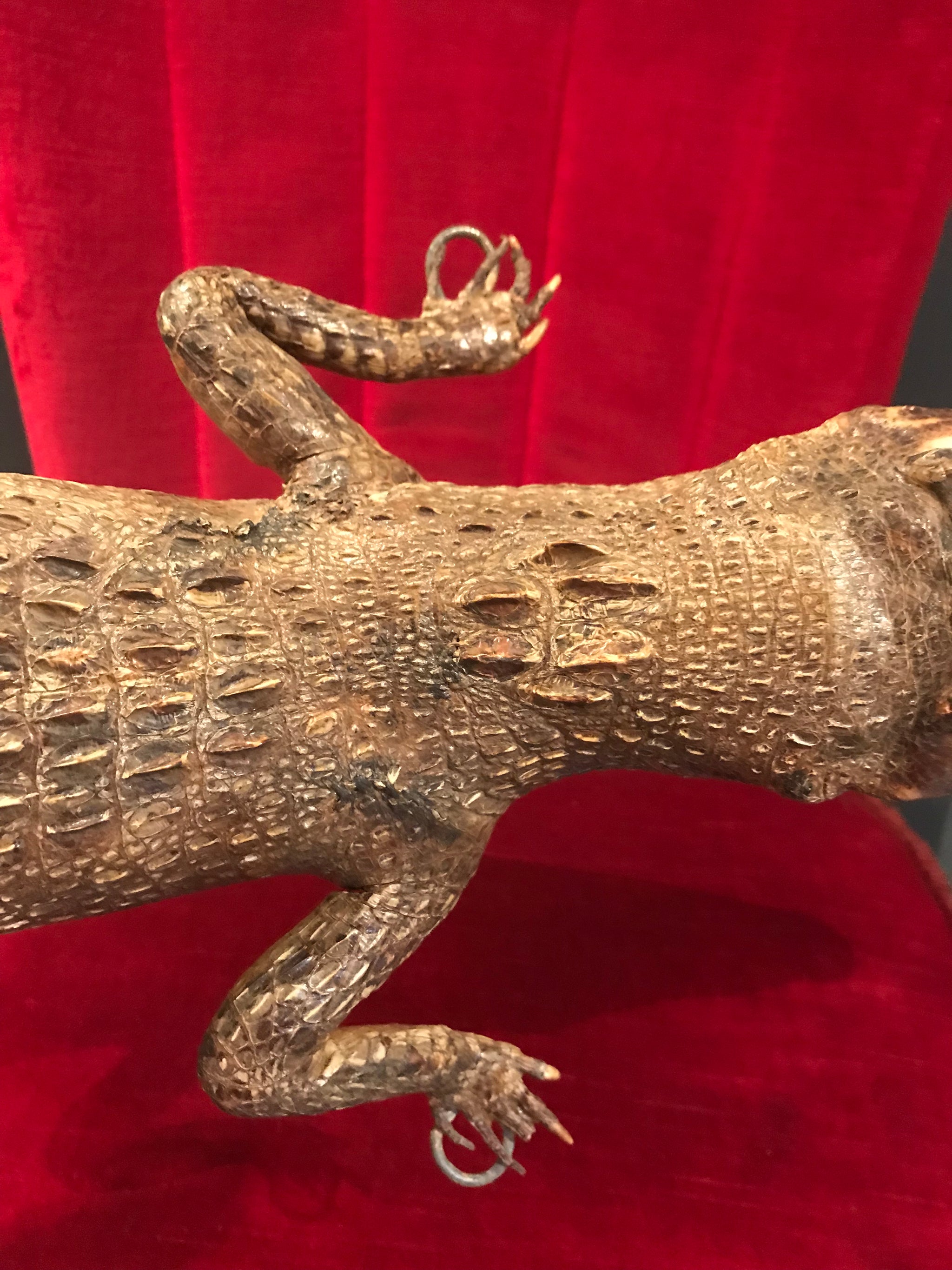 A large antique taxidermy caiman