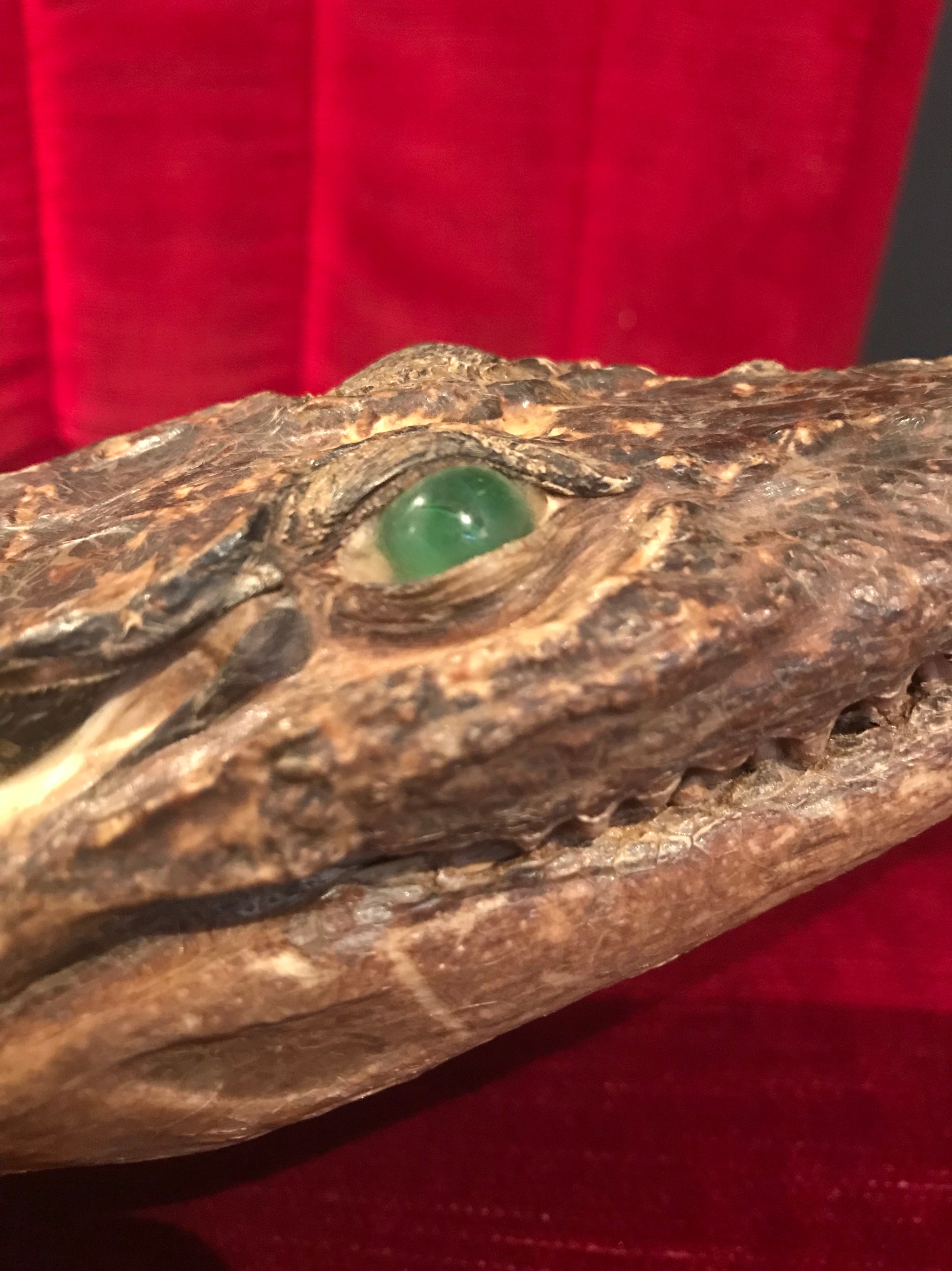 A large antique taxidermy caiman
