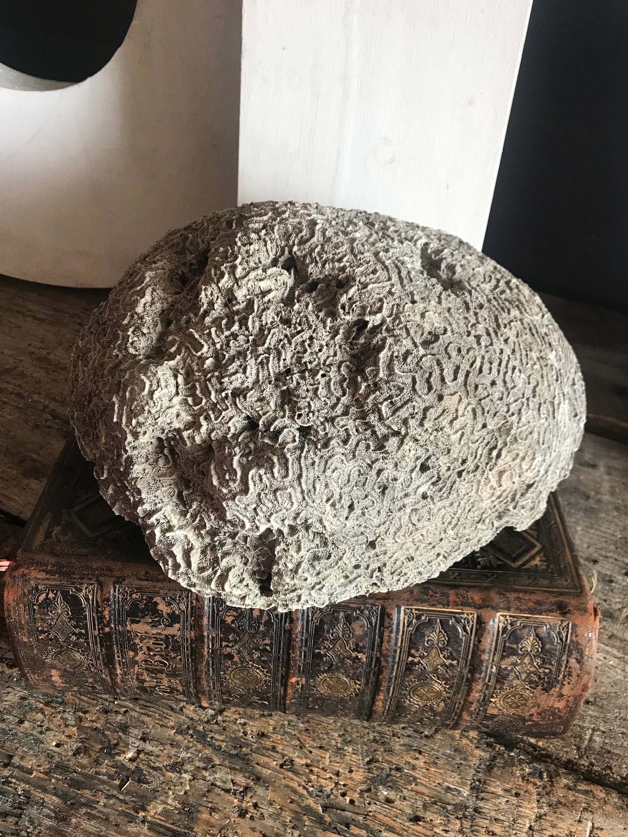 A very large brain coral natural history specimen